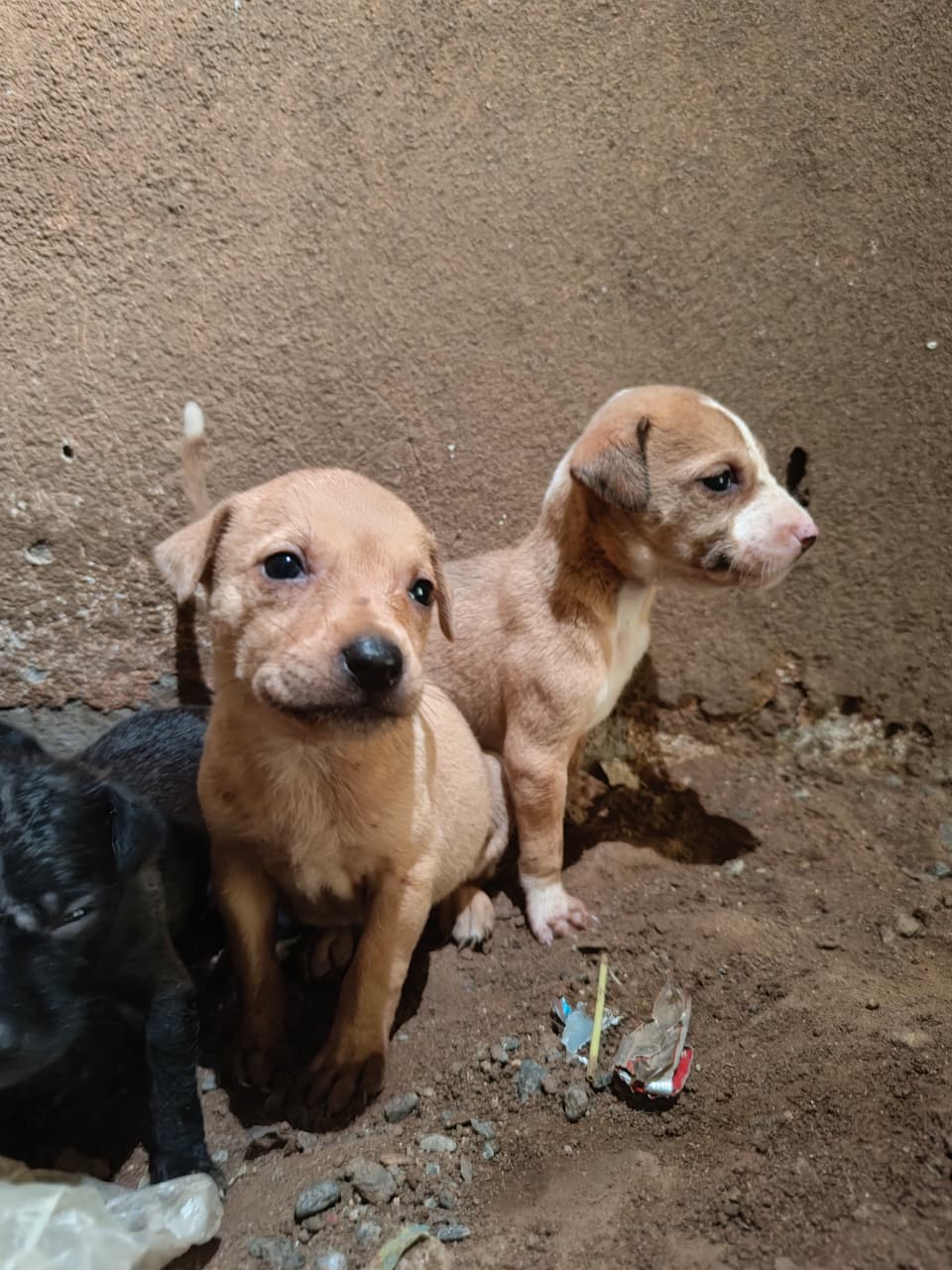 Dog Adoption | Maduravoyal Chennai